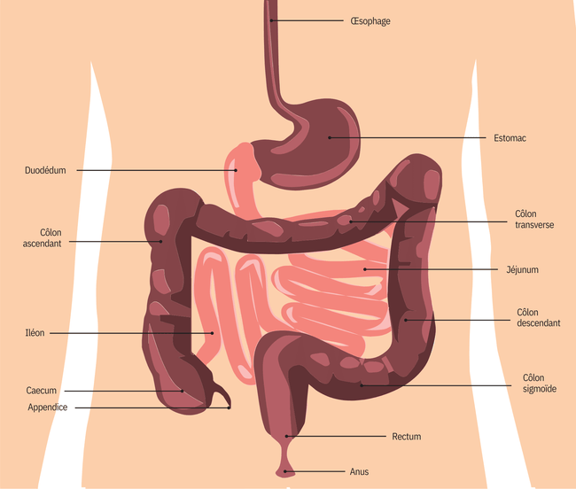 Appareil digestif_v3 avec texte.ai - 1